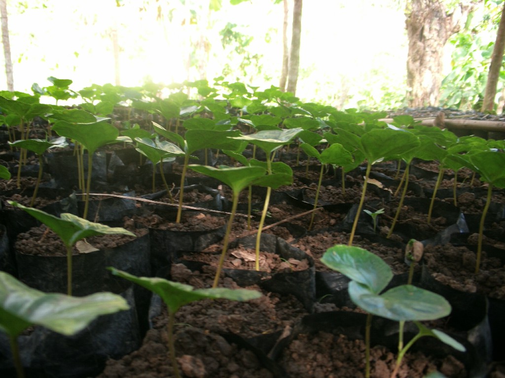 A pesar de los obstáculos, caficultores apuestan por variedades resistentes y capacitación