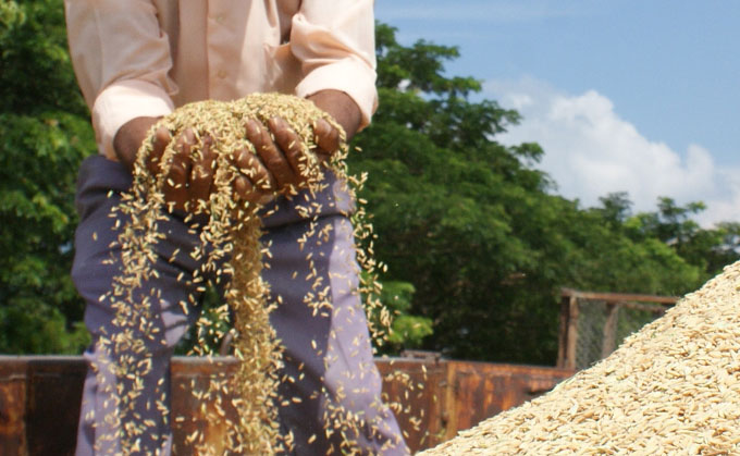 Secan arroz en proceso industrial de secado, sin utilizar petróleo, en Río Cauto