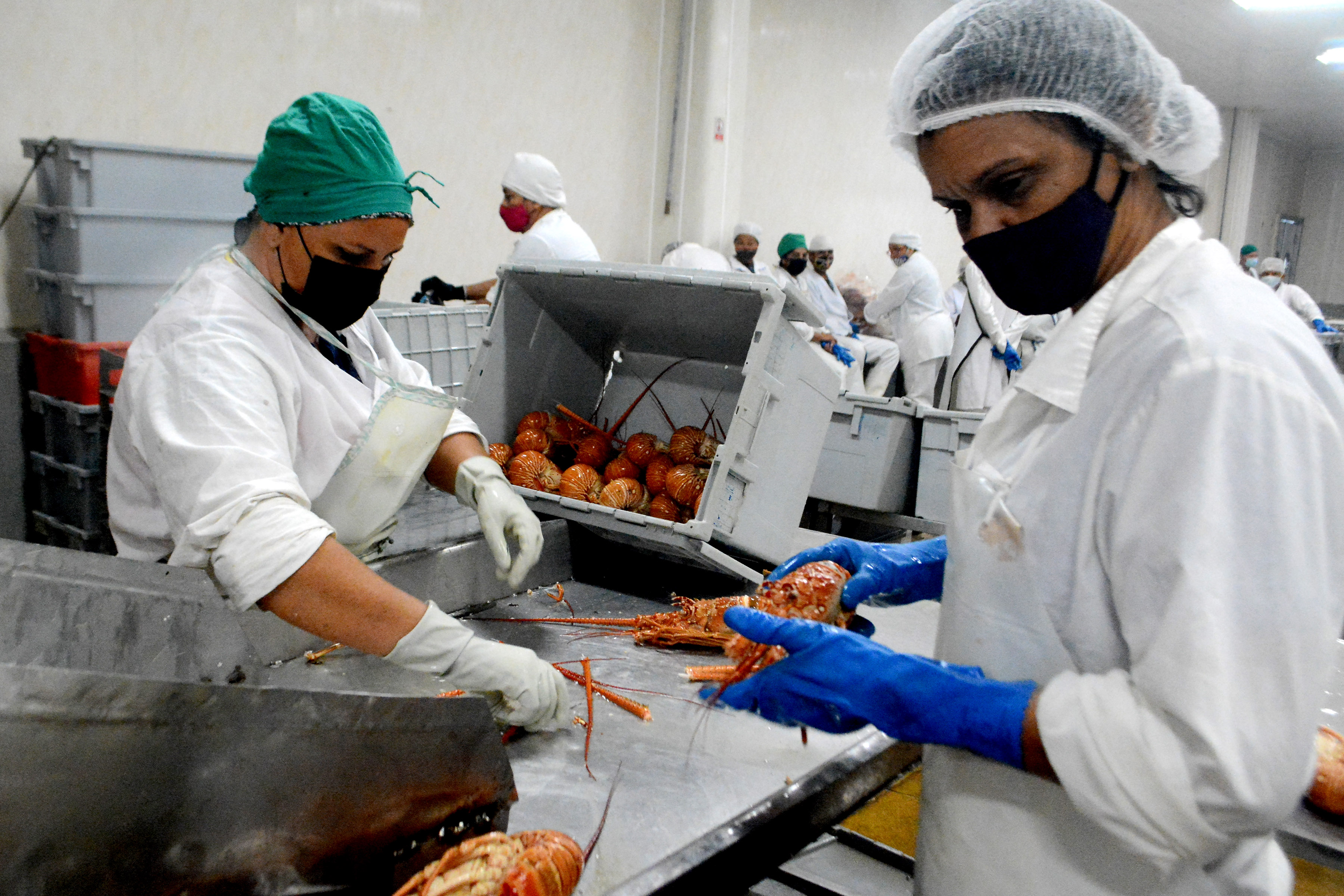 Pescadores de Niquero comienzan campaña de langosta 2025 con resultados satisfactorios Pescadores de Niquero comienzan campaña de langosta 2025 con resultados satisfactorios