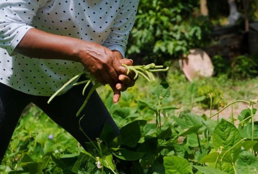 La iniciativa Mano de la Mano: Impulso para la soberanía alimentaria y desarrollo rural en Cuba