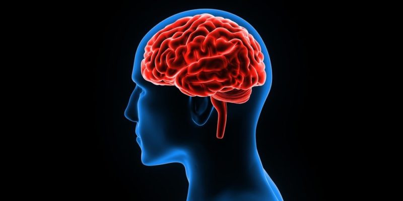 Afirman que cerebros humanos envejecieron aceleradamente en pandemia Afirman que cerebros humanos envejecieron aceleradamente en pandemia