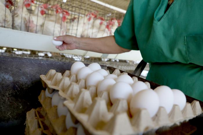 ¿Se podrá comprar huevos, algún día, a precios asequibles? ¿Se podrá comprar huevos, algún día, a precios asequibles?