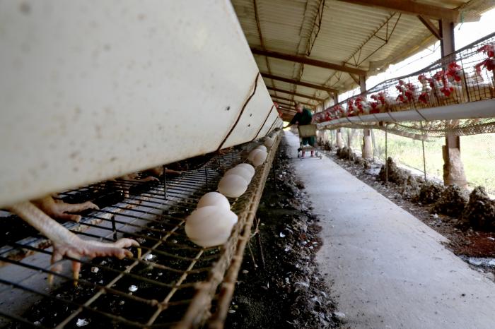 Gallinas más encadenamiento productivo, ¿más huevos? Gallinas más encadenamiento productivo, ¿más huevos?