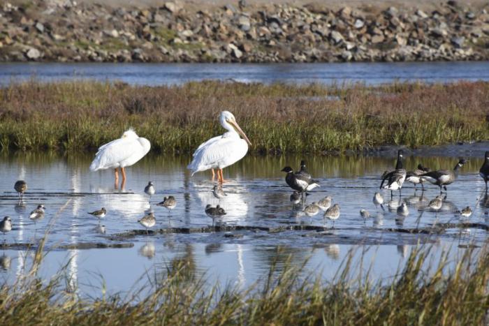 Cuba preserva sus humedales y hábitats de aves acuáticas