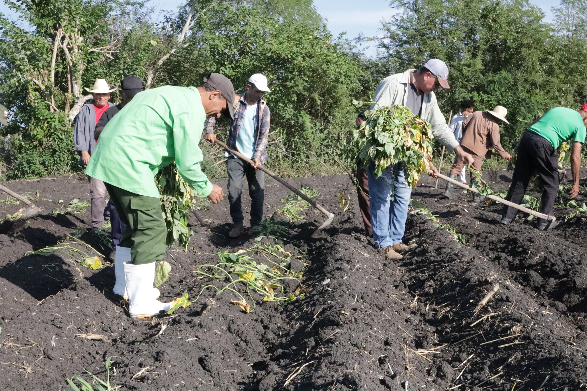 Convocan a aumentar producciones  y rendimientos agrícolas en Granma