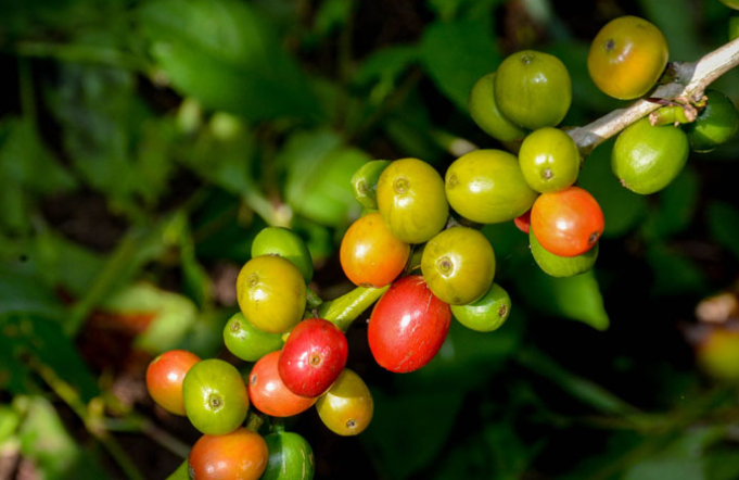Liderazgo campesino en desarrollo cafetalero masoense Liderazgo campesino en desarrollo cafetalero masoense