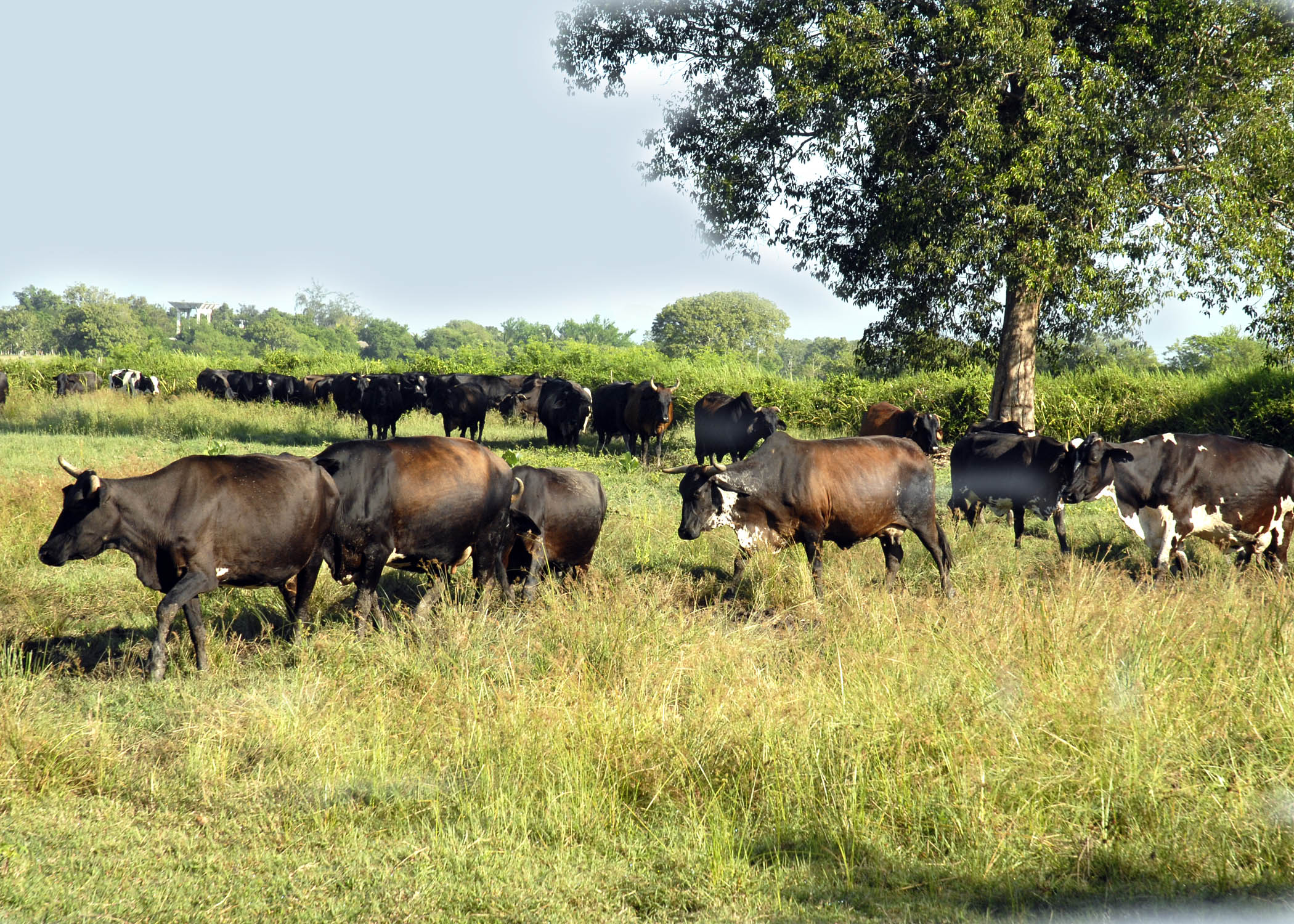 Abren cursos para formar inseminadores en la ganadería Abren cursos para formar inseminadores en la ganadería