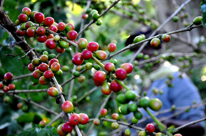 Inicia campaña cafetalera en Bartolomé Masó Inicia campaña cafetalera en Bartolomé Masó