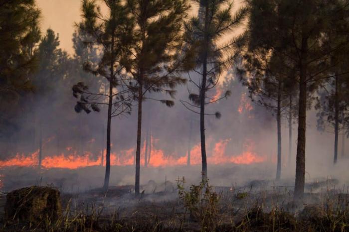 Tras las llamas, la «ardiente» recuperación Tras las llamas, la «ardiente» recuperación