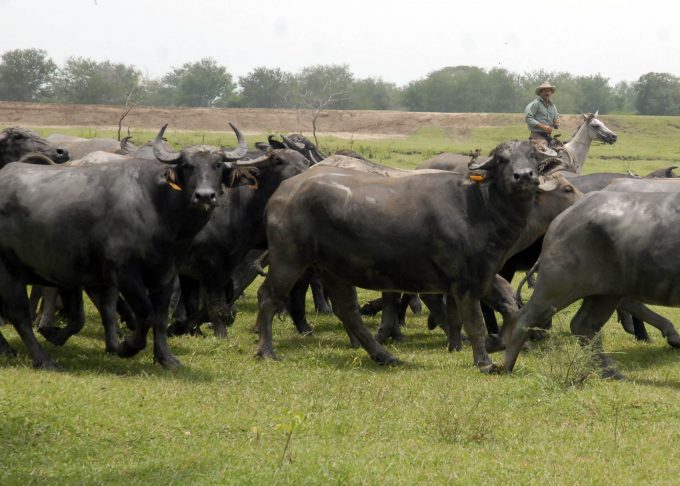 Programa bufalino, una buena opción en la ganadería