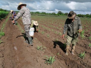 Jóvenes  que trabajan y sueñan desde la tierra