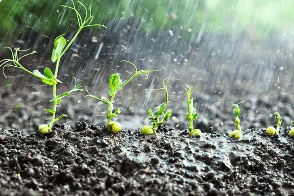 Beneficios para Granma tras las lluvias recientes