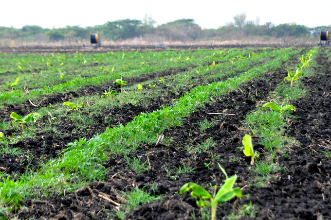 Crecen compromisos en la producción de alimentos desde Grupo Azucarero de Granma Crecen compromisos en la producción de alimentos desde Grupo Azucarero de Granma