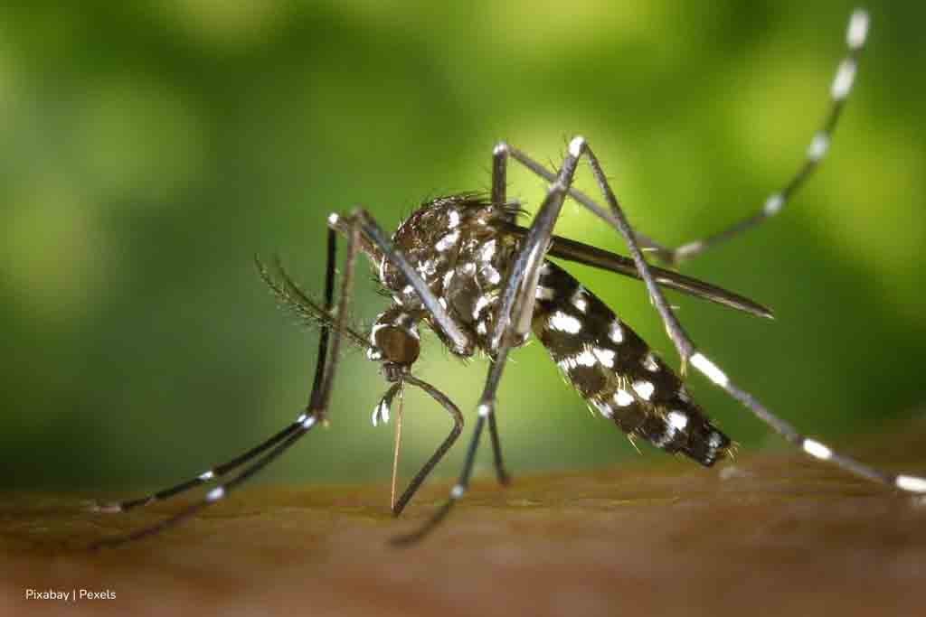 Dengue y chinkunguya en Cuba, causas y cómo frenar la trasmisión Dengue y chinkunguya en Cuba, causas y cómo frenar la trasmisión
