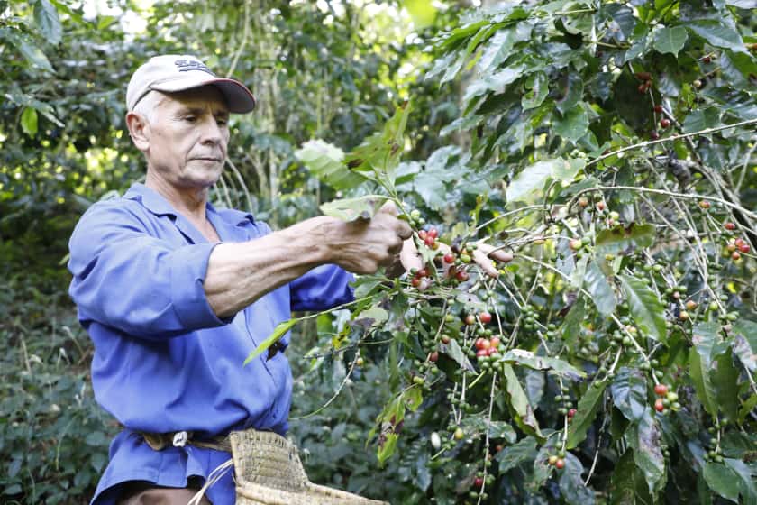 Intensifican labores de recolección en cafetales granmenses Intensifican labores de recolección en cafetales granmenses