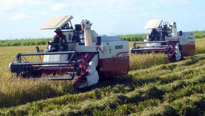 Cuba se propone sembrar 200 000 hectáreas de arroz en 2026 Cuba se propone sembrar 200 000 hectáreas de arroz en 2026