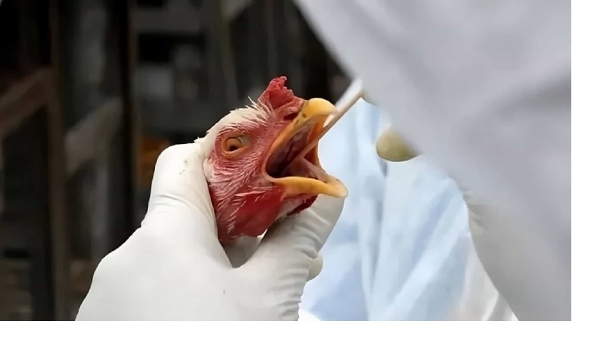 Alerta en EEUU: Se registra primera muerte de persona infectada con la cepa H5N5 de gripe aviar