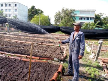 Priorizan siembras de  cultivos de ciclo corto en Granma