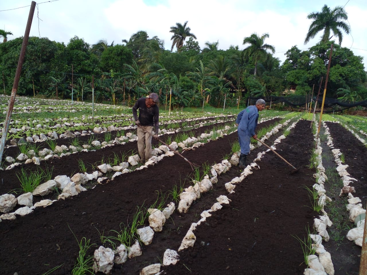 Aporta alimentos la Agricultura Urbana en Granma