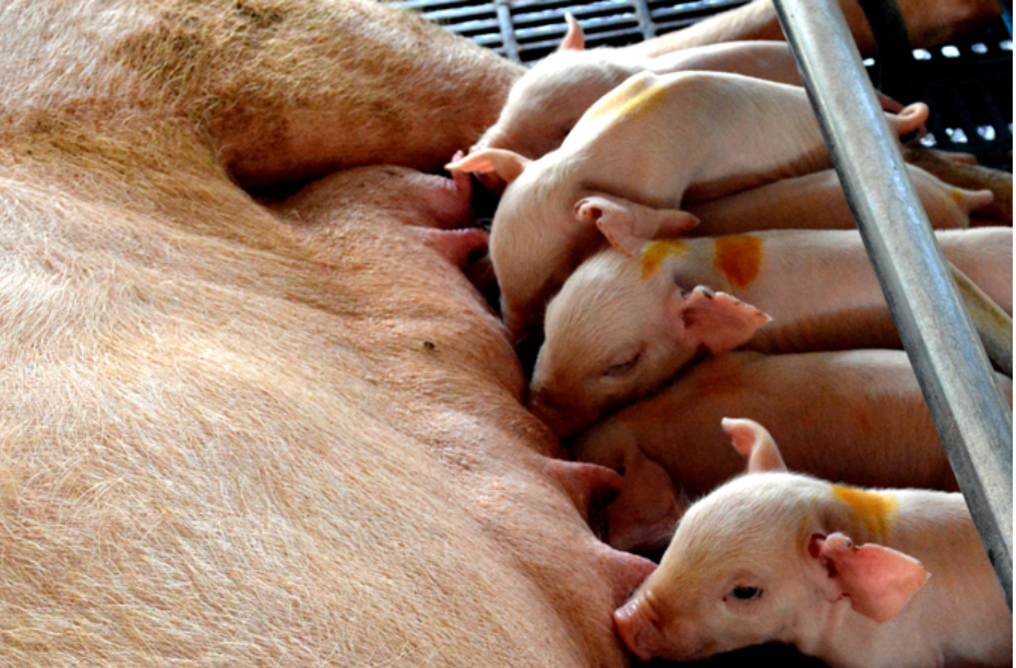 Abren caminos de recuperación  porcina en UEB  multiplicador Valenzuela