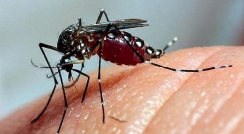 Cuba libra combate frente a las arbovirosis