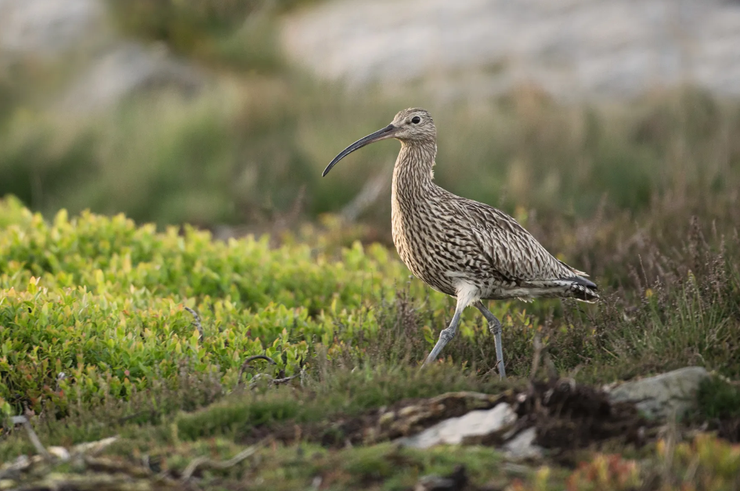 Seis animales son declarados extintos por la UICN en 2025