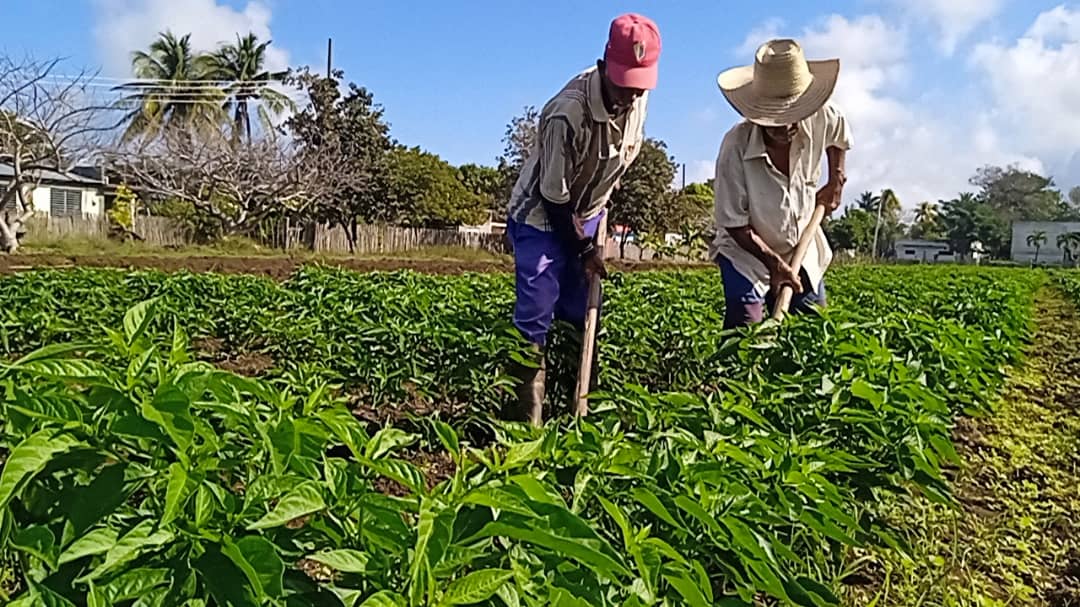 Huerto El Framboyán: Respuesta a desafíos productivos