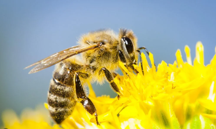 Descubren nueva especie de abeja en Australia