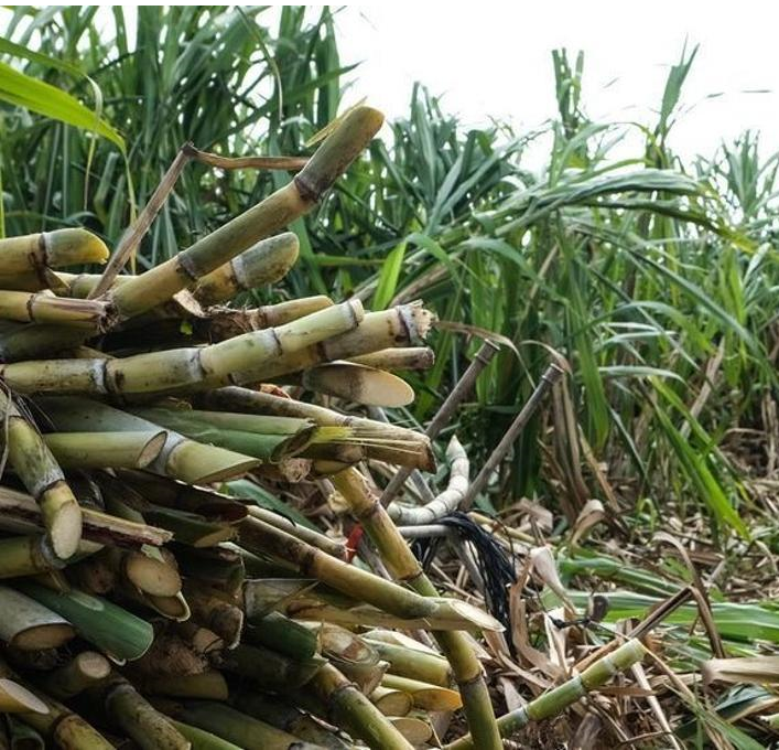 Lista fuerza de corte manual, alza y tiro de caña para la zafra