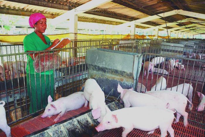 Entre el pienso y la perseverancia