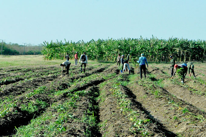 Fijan compromisos productivos empresas agropecuarias en Bayamo