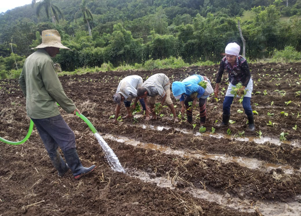 Impulsan en Corralillo de Guisa producción tabacalera