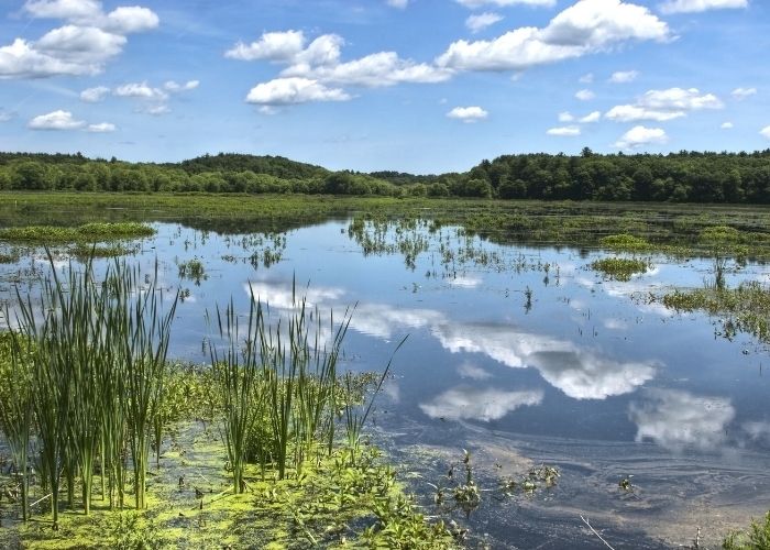 Los humedales como patrimonio, reflexión en su Día Mundial