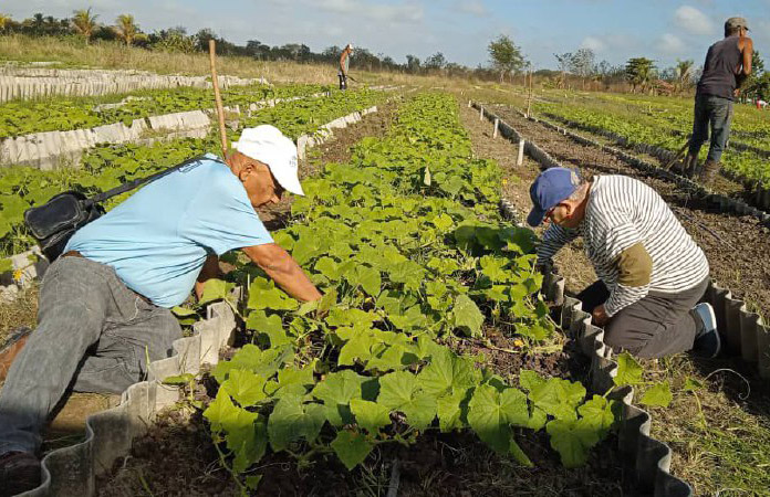 Con labores agrícolas comienzan su jornada periodistas de Granma