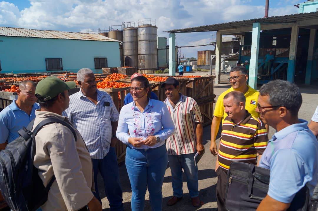 Reconocen labor en campaña tomatera en Granma