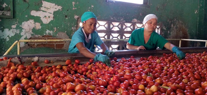 Crecerá  producción de pasta de tomate en Empresa de conservas de frutas y  vegetales Granma