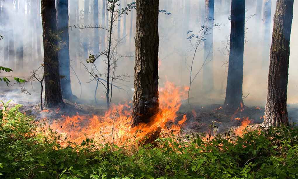 Desarrollan en Rusia IA para prevenir incendios forestales
