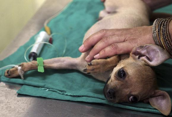 Resaltan trascendencia del servicio veterinario