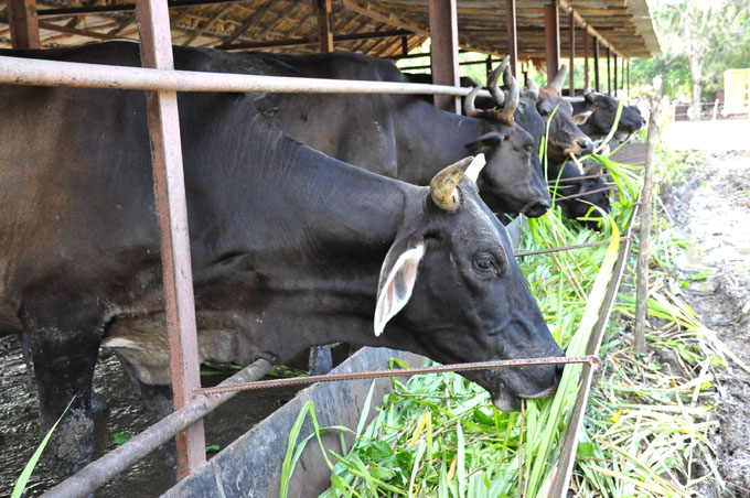 Trabajan por recuperar sector ganadero en Granma