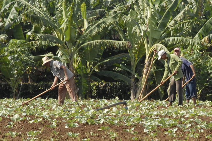 Comenzó campaña de siembra de primavera en Granma