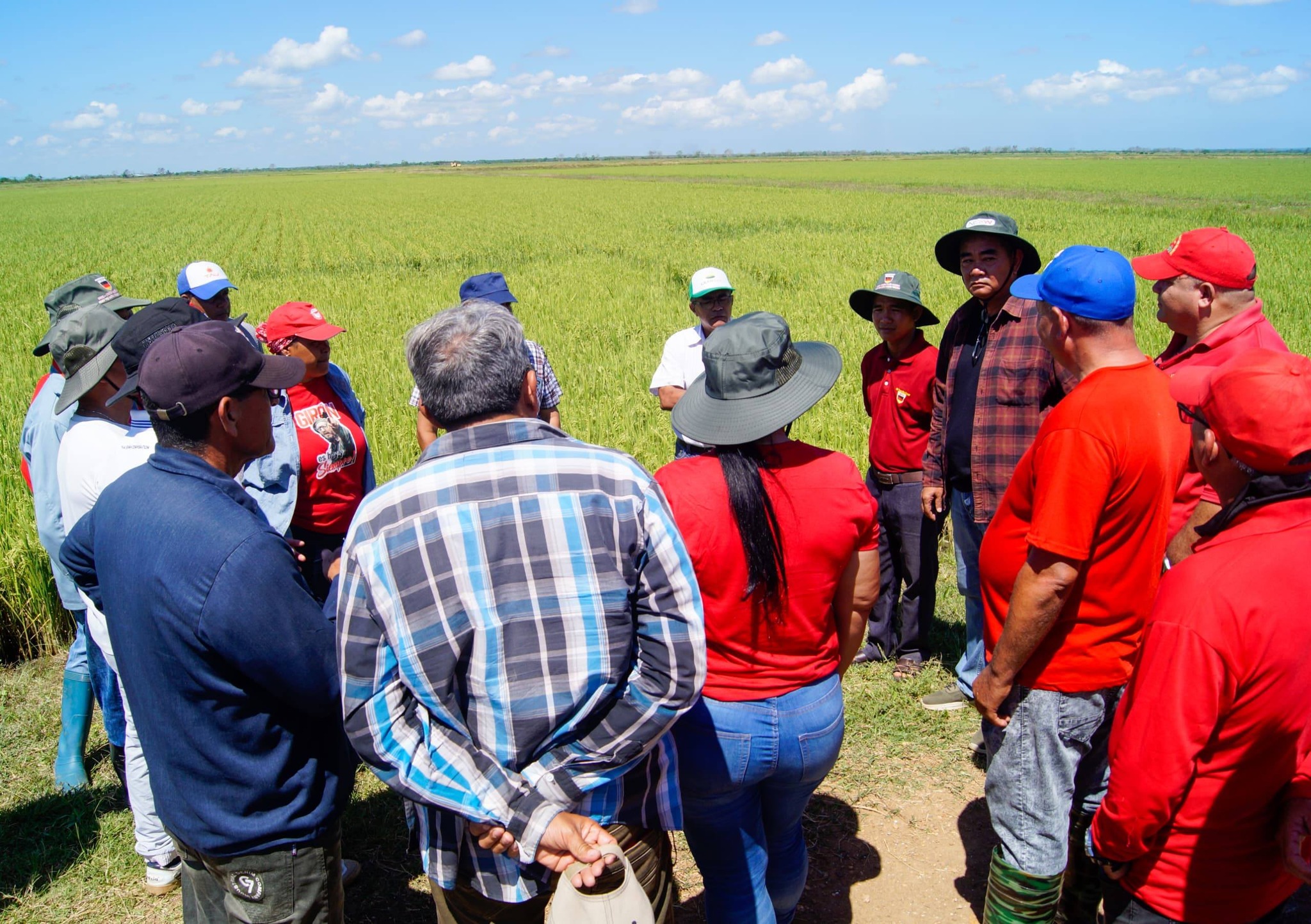 Chequean programa de producción arrocera en Granma