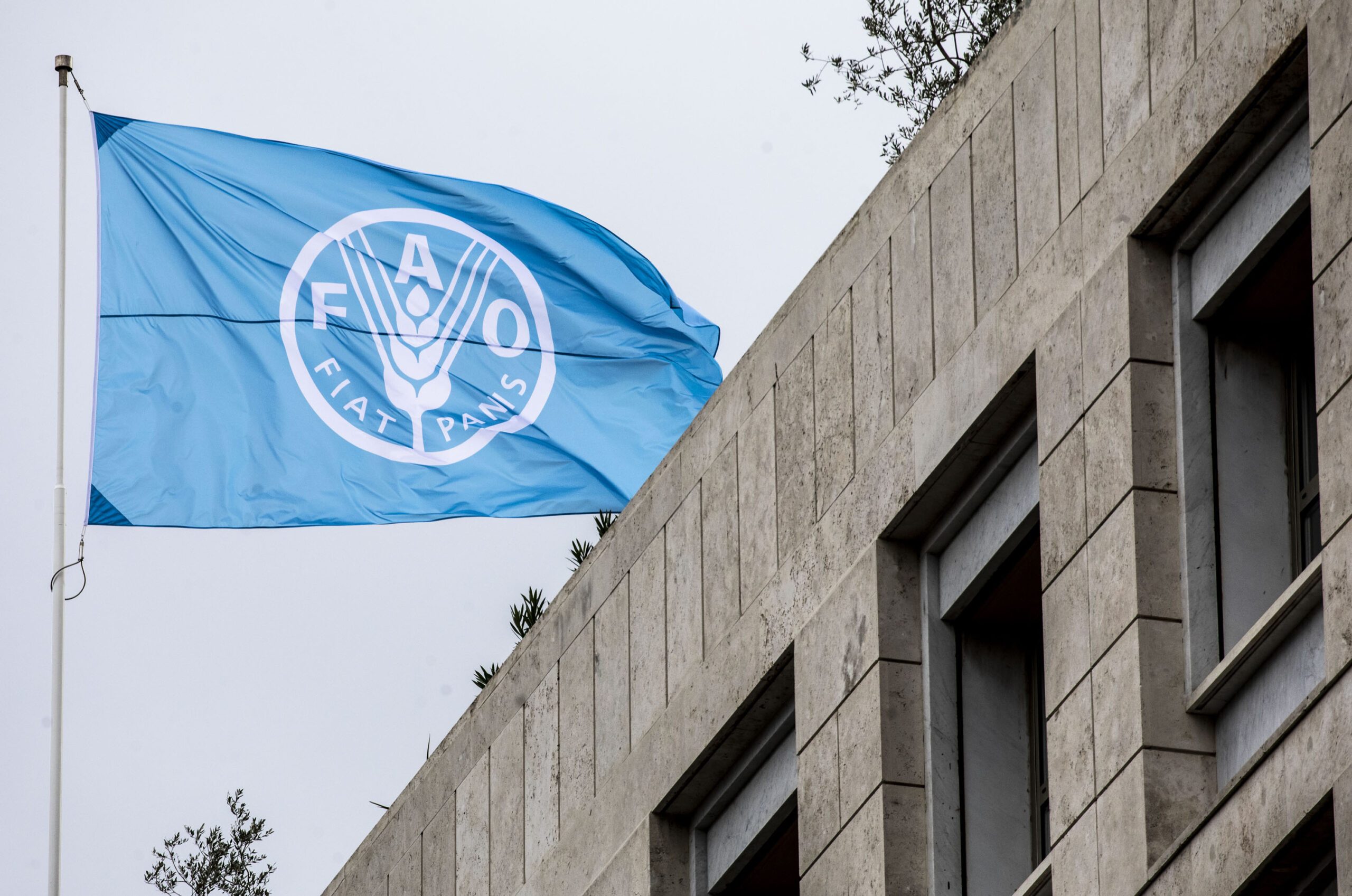 FAO demandó acciones ante consecuencias de la crisis en Medio Oriente