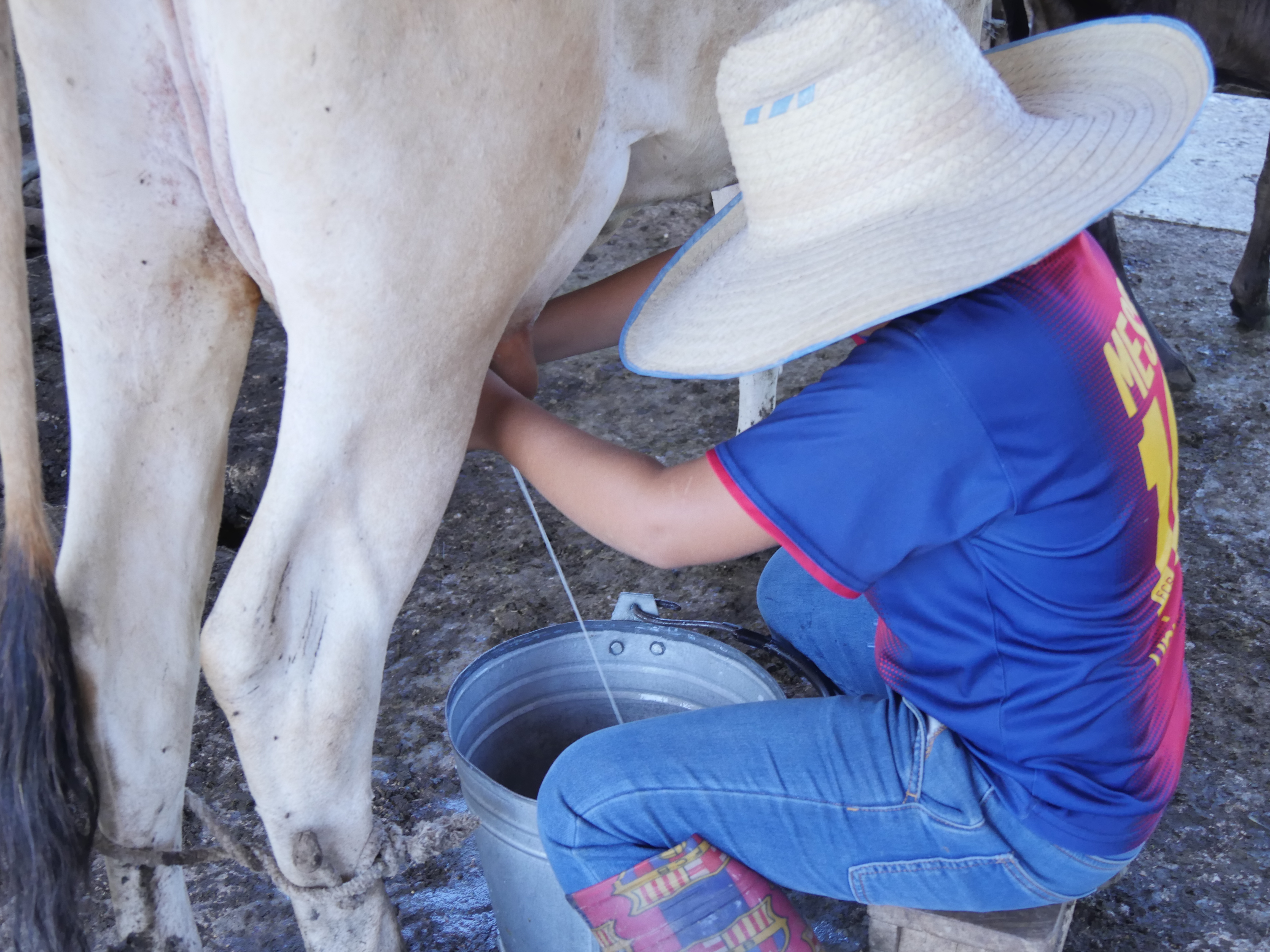 La ganadería no se detiene en Granma