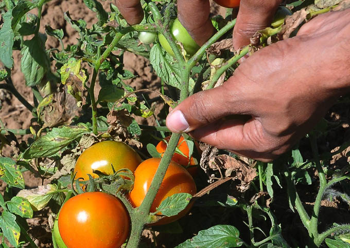 Destacan favorables resultados en cosecha de tomate