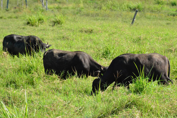 Avanza programa de crianza de búfalos en Empresa Agropecuaria Bayamo
