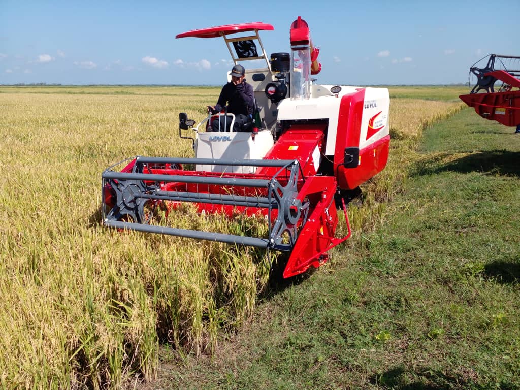 Comenzó cosecha de arroz  en Granma