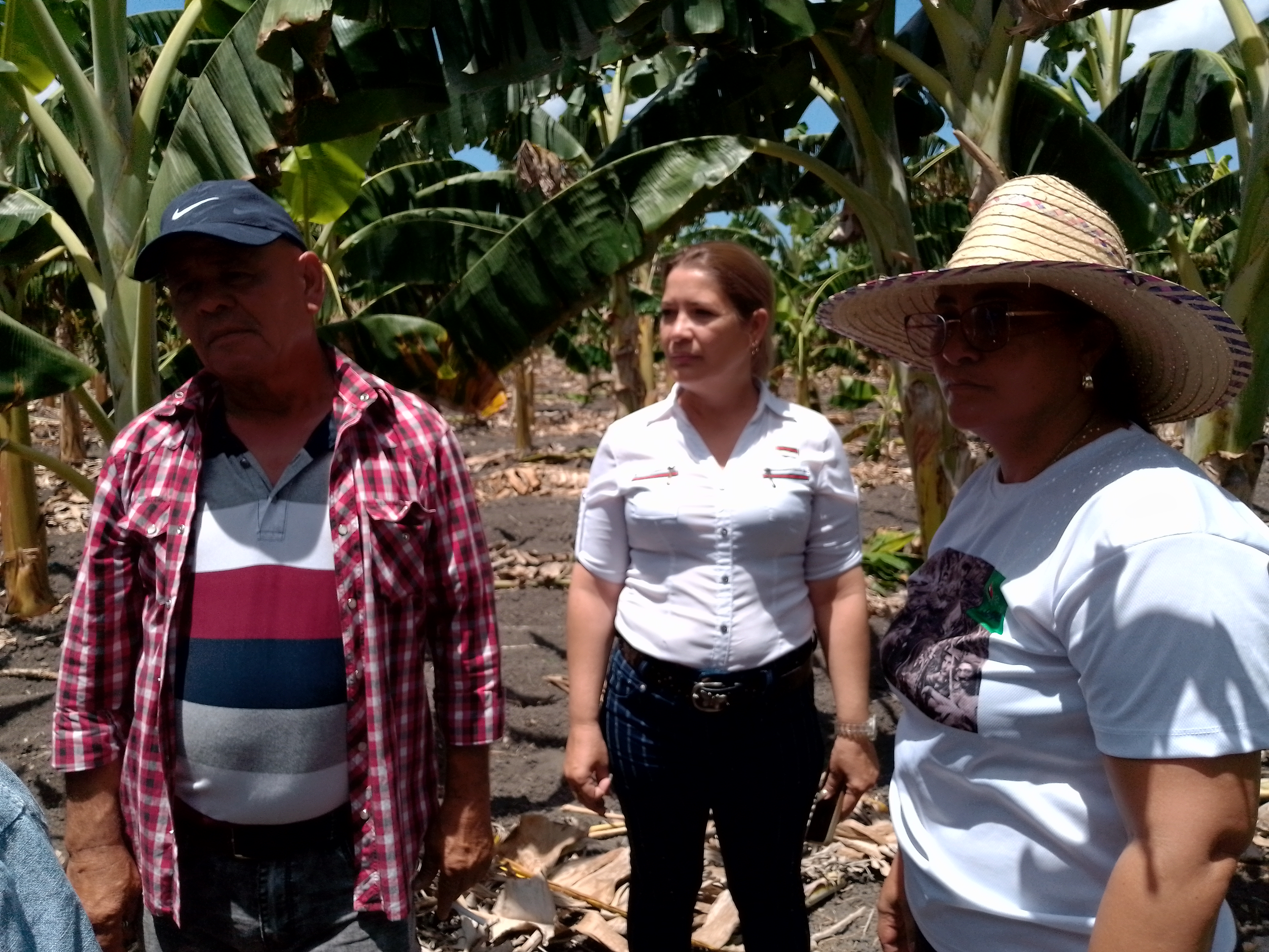 Constatan autoridades de Granma recuperación agrícola tras el paso de Melissa