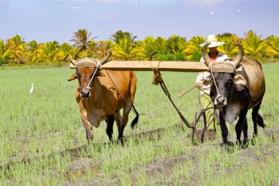 Exhorta el Partido en Granma a dinamizar la producción agropecuaria