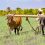 Exhorta el Partido en Granma a dinamizar la producción agropecuaria