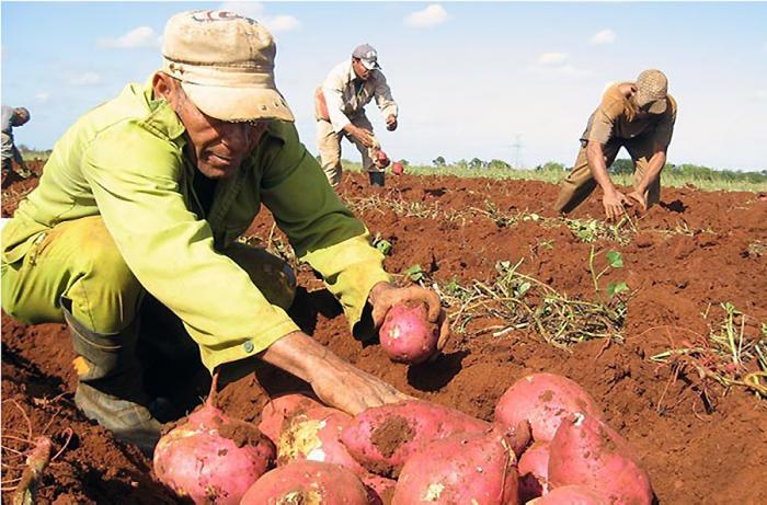 Asegurar nuestros alimentos, no hay de otra